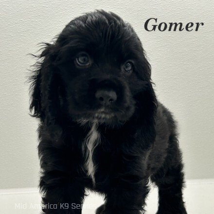 puppy, for, sale, Cocker Spaniel, Joe & Cherri  Overlease, dog, breeder, Miller, MO, dog-breeder, puppy-for-sale, forsale, nearby, find, puppyfind, locator, puppylocator, aca